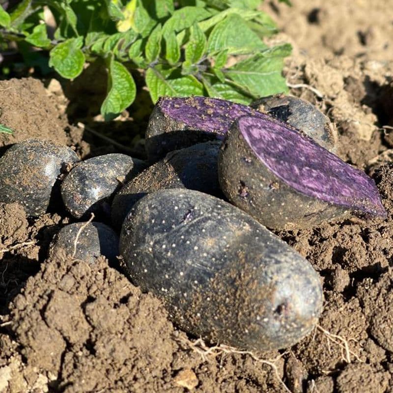 Buston Farms Violetta Potato grown in Northumberland: 10kg (Pre-order Product)