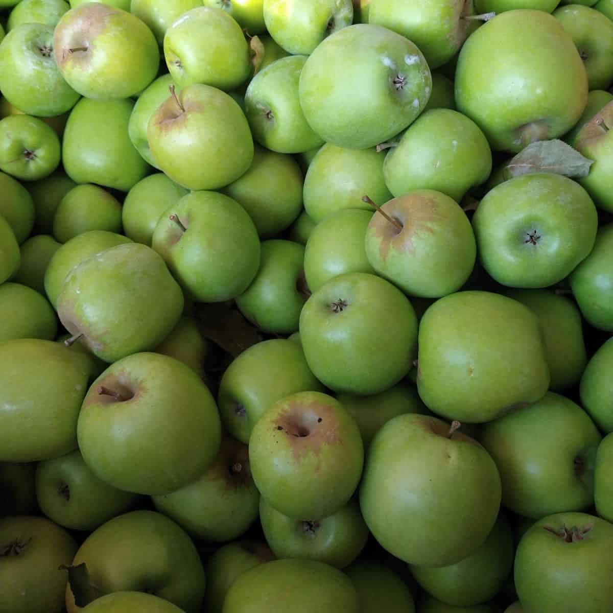 Paddock Local Apple Box: Juicing, Baking, Eating (Some may have small bruises) 5kg