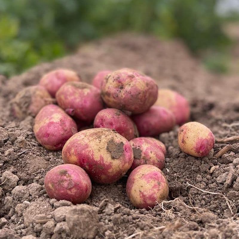 
Buston Farms Red King Edward Potato grown in Northumberland: 5kg (Pre-order Product)