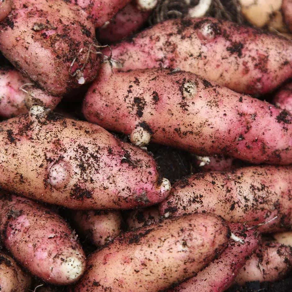 Buston Farms Pink Fir Potato grown in Northumberland: 10kg (Pre-order Product)