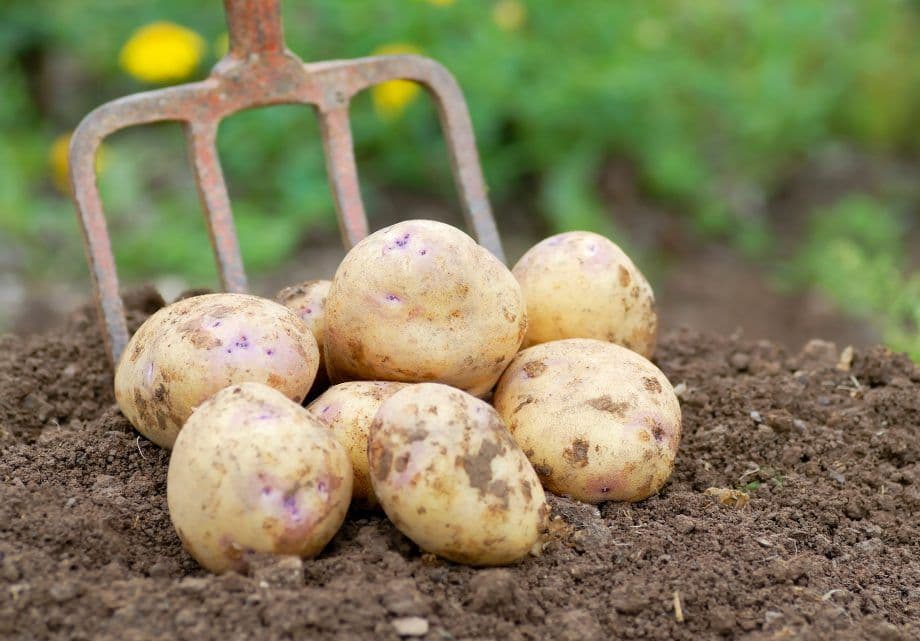 Buston Farm Marfona Potatoes grown in Northumberland: 25kg (Pre-order Product)