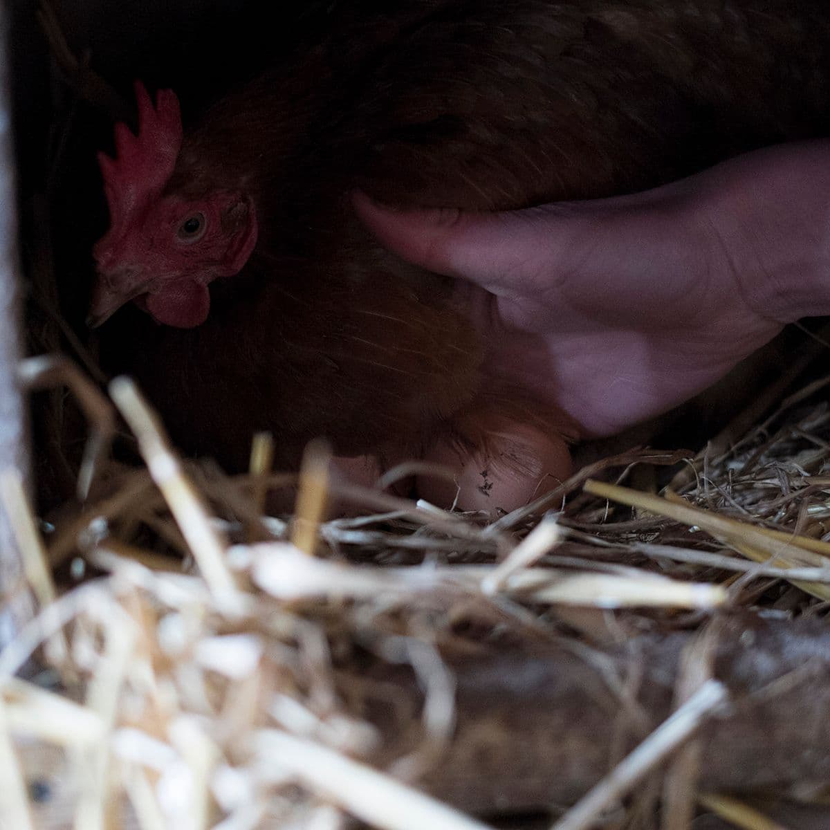  Organic Eggs x 6: Currently All Bainbridge Farm